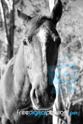 Horse In The Paddock Stock Photo