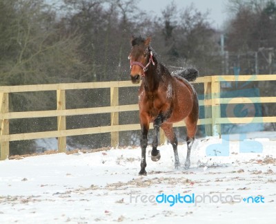 Horse In The Snow Stock Photo