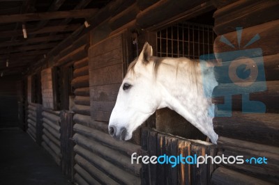Horse In The Stable Stock Photo