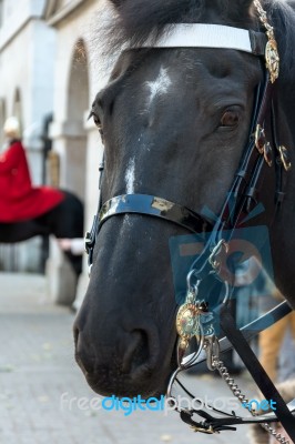 Horse Of The Queens Household Cavalry In London Stock Photo