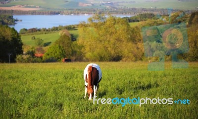 Horse On The Mountains Hills Stock Photo Horse On The Mountains Hills Stock Photo