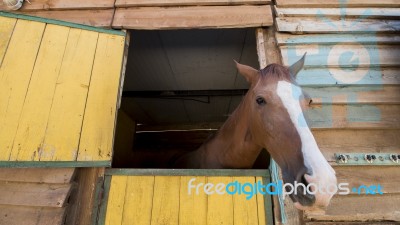 Horse Peaking On Stable Stock Photo