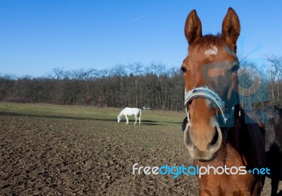 Horse Portrait Stock Photo
