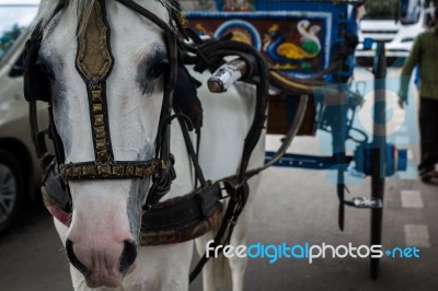 Horse Pulling A Carriage Close Up Stock Photo