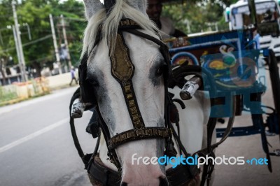 Horse Pulling A Carriage In The City Close Up Stock Photo