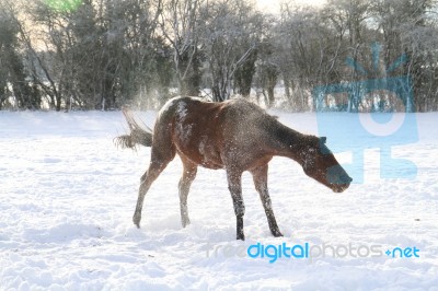 Horse Shaking Snow Off Her Stock Photo