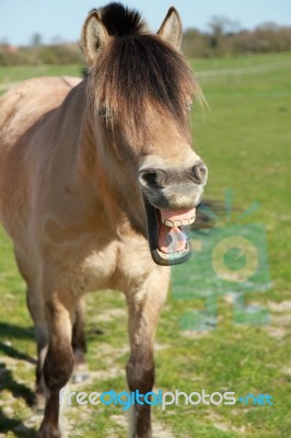 Horse Yawning Stock Photo