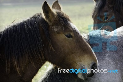 Horses Stock Photo