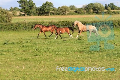Horses Cantering In A Field Stock Photo