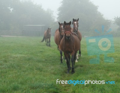 Horses Coming Out Of The Mist Stock Photo