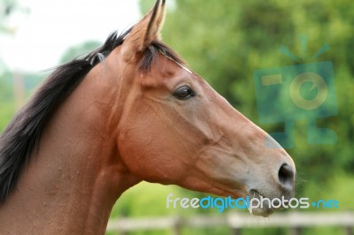 Horses Head Stock Photo