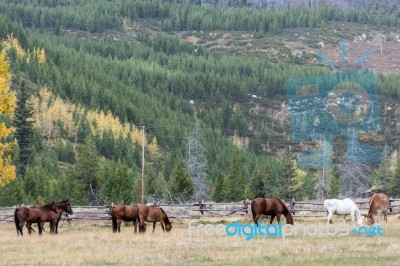 Horses In A Field In Grand Teton National Park Stock Photo