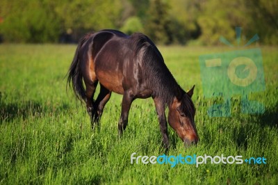 Horses In The Alps Stock Photo