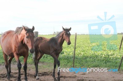Horses In The Argentine Countryside Stock Photo