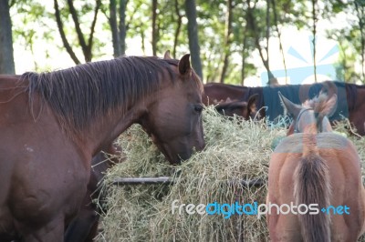 Horses In The Argentine Countryside Stock Photo