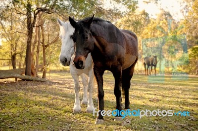 Horses In The Paddock Stock Photo