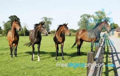 Horses Looking Stock Photo