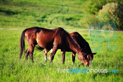 Horses On The Hills Stock Photo