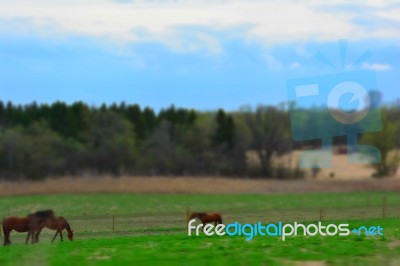 Horses With Colt In Pasture Stock Photo