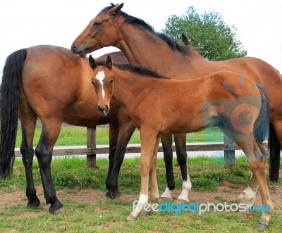 Horses With Foal Stock Photo