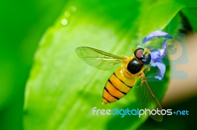 Hoverfly Insect Stock Photo