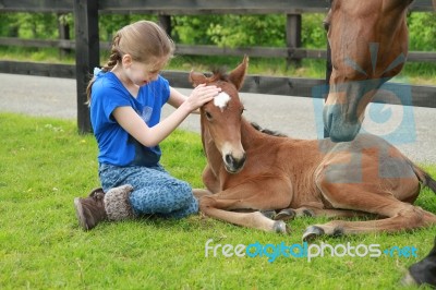 Hug For Newborn Foal Stock Photo