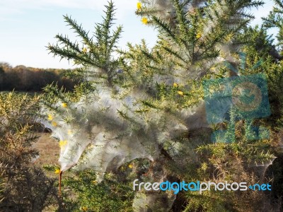 Huge Spiders Web On A Gorse Bush In The Ashdown Forest Stock Photo