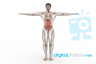 Human Anatomy Stock Image
