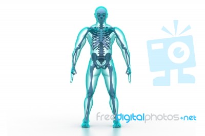 Human Body And Skeleton Stock Image