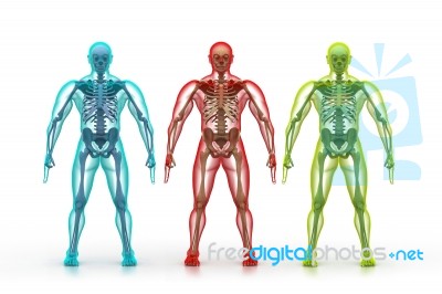 Human Body And Skeleton Stock Image