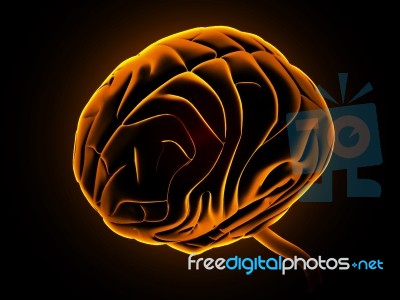 Human Brain Stock Image