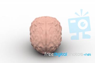 Human Brain 3d Model Stock Image