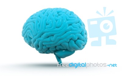 Human Brain 3d Model Stock Image