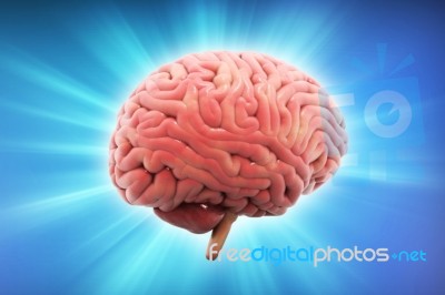 Human Brain 3d Model Stock Image