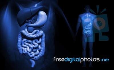 Human Digestive System    Stock Image