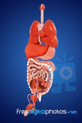 Human Digestive System Stock Image