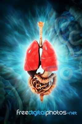 Human Digestive System Stock Image