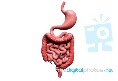 Human Digestive System  Stock Image