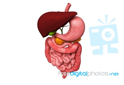 Human Digestive System    Stock Image