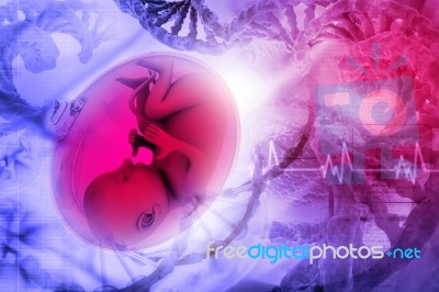 Human Fetus Stock Image