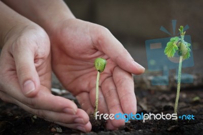 Human Hands Select To Protect The Smaller Tamarind Sprout Stock Photo