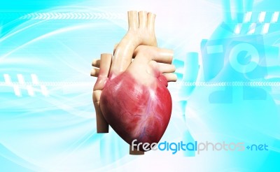 Human Heart Stock Image