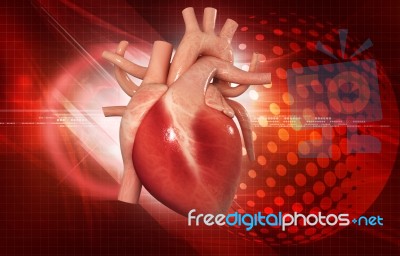 Human Heart Stock Image