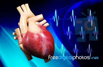 Human Heart Stock Image