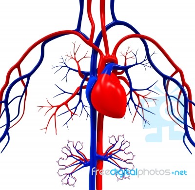 Human Heart Stock Image