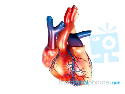 Human Heart Stock Image