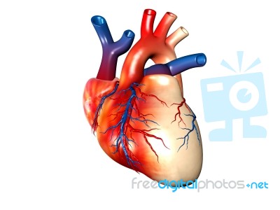 Human Heart Stock Image