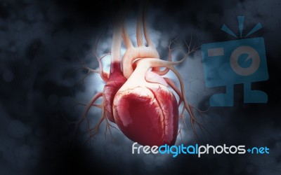 Human Heart Stock Image