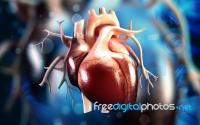 Human Heart Stock Image Human Heart Stock Image