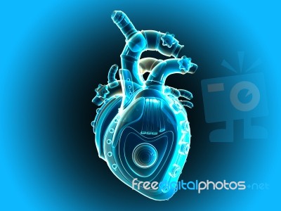 Human Heart  Stock Image